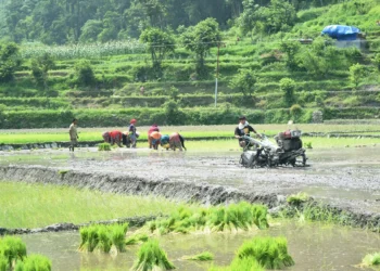 गुल्मीमा ८७ प्रतिशत क्षेत्रफलमा रोपाइँ