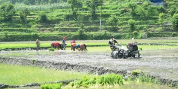 गुल्मीमा ८७ प्रतिशत क्षेत्रफलमा रोपाइँ