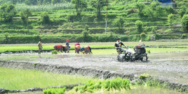 गुल्मीमा ८७ प्रतिशत क्षेत्रफलमा रोपाइँ