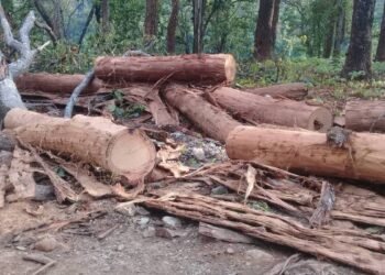 विकास निर्माणको नाममा हरेक वर्ष काटिन्छ एक लाख २० हजार रुख