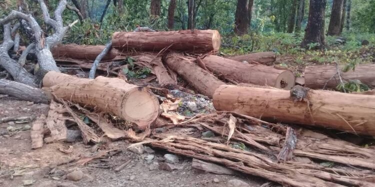 विकास निर्माणको नाममा हरेक वर्ष काटिन्छ एक लाख २० हजार रुख