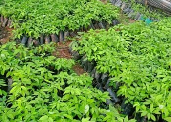 एक वर्षमै चार लाखभन्दा बढी सिप्लिकानका बिरुवा बिक्री