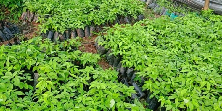 एक वर्षमै चार लाखभन्दा बढी सिप्लिकानका बिरुवा बिक्री