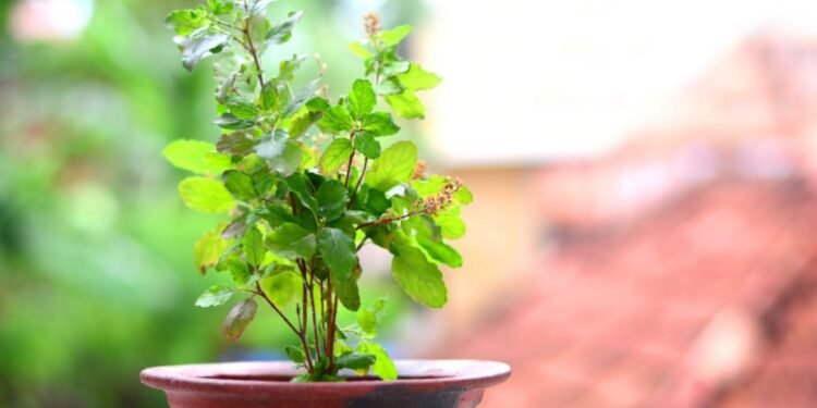 आज आषाढ शुक्ल एकादशी: घरघरमा तुलसीको बिरुवा सारिँदै