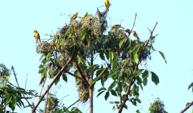 शुक्लाफाँटामा दुर्लभ सुनौलो तोप चराको गणना सुरु