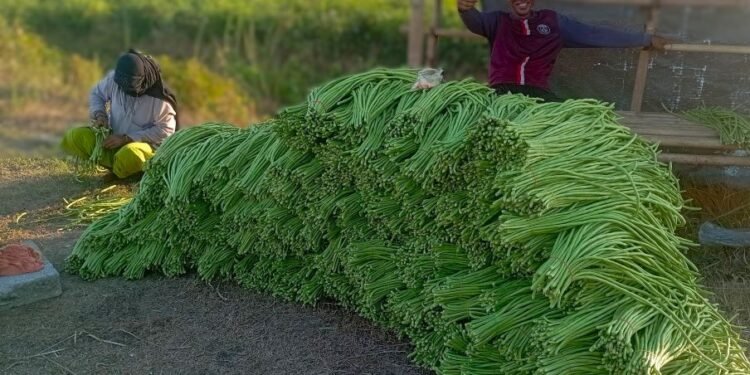 एउटै किसानले फलाउँछन् दैनिक ५०० केजी बोडी