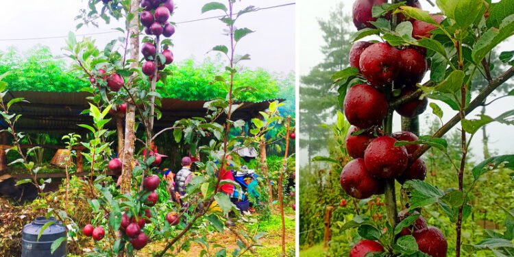 व्यावसायिक स्याउखेतीमा रमाएका बागलुङका जनप्रतिनिधि