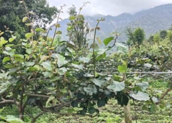 किबीका बोटले फल नदिएपछि किसान चिन्तित
