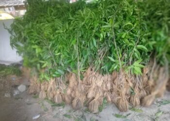 फलफूलखेतीतर्फ किसानको आकर्षण बढ्दो