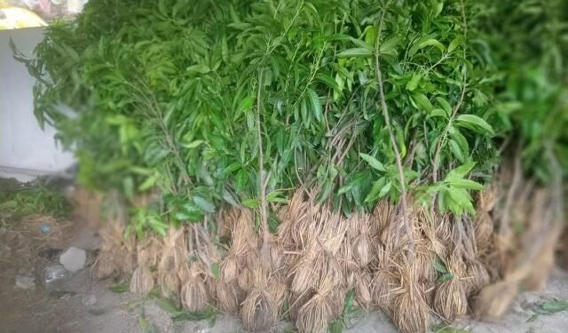 फलफूलखेतीतर्फ किसानको आकर्षण बढ्दो