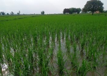 साउन सकिँदा महोत्तरीमा करिब ७५ प्रतिशत रोपाइँ