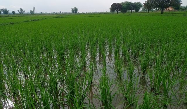 साउन सकिँदा महोत्तरीमा करिब ७५ प्रतिशत रोपाइँ