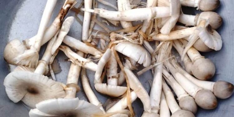 थारु समुदायका महिला ‘भेंम्टी’ खोज्न व्यस्त