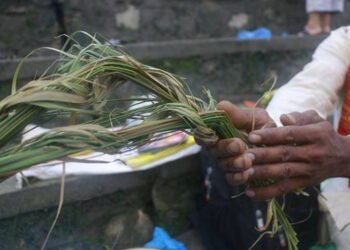 आज कुशे औँसी, घर–घरमा कुश भित्र्याइँदै