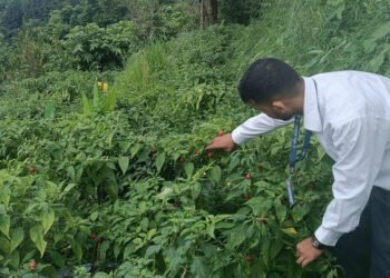 ऋषिङमा २५ जना किसानद्वारा अकबरेखेती