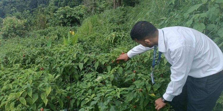 ऋषिङमा २५ जना किसानद्वारा अकबरेखेती