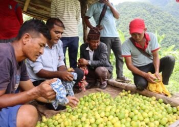 दीपक चापागाईँको उदाहरणीय कागतीखेती