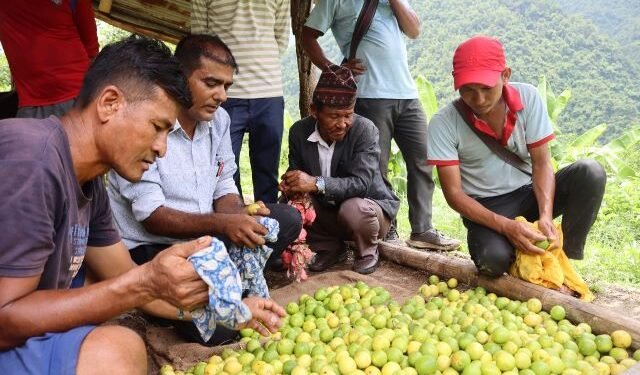 दीपक चापागाईँको उदाहरणीय कागतीखेती