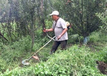 स्याउ बगैँचाभित्र घाँस उत्पादन