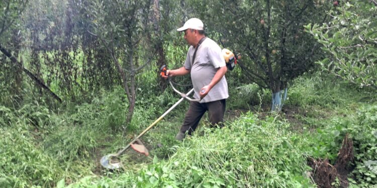 स्याउ बगैँचाभित्र घाँस उत्पादन