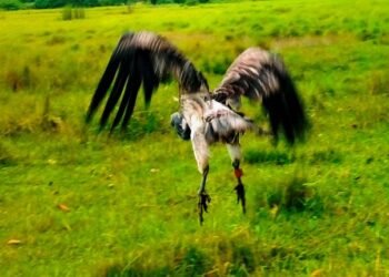 आठ दिनको उपचारपछि पुनर्जीवन पाएको सानो खैरो गिद्ध