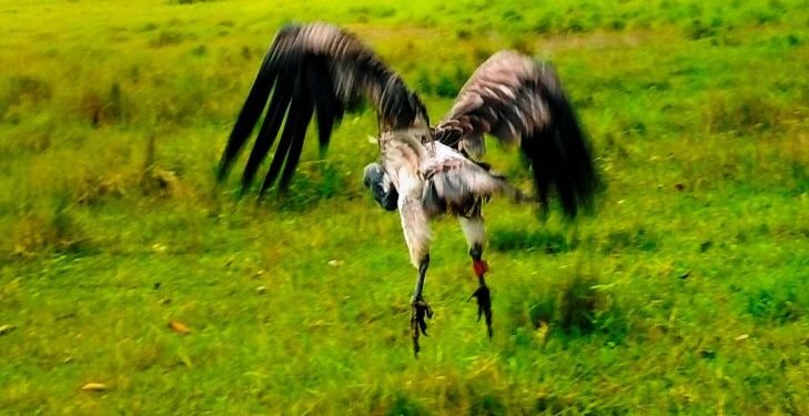 आठ दिनको उपचारपछि पुनर्जीवन पाएको सानो खैरो गिद्ध