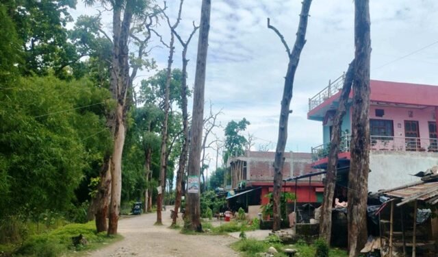 वनसमिति–कसरौल सडक जोखिमपूर्ण