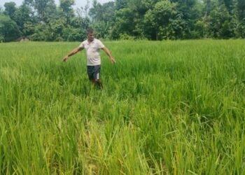 शुक्लाफाँटामा हात्ती आतङ्क