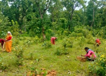 वृक्षरोपणमा चासो : संरक्षणमा उदासिनता