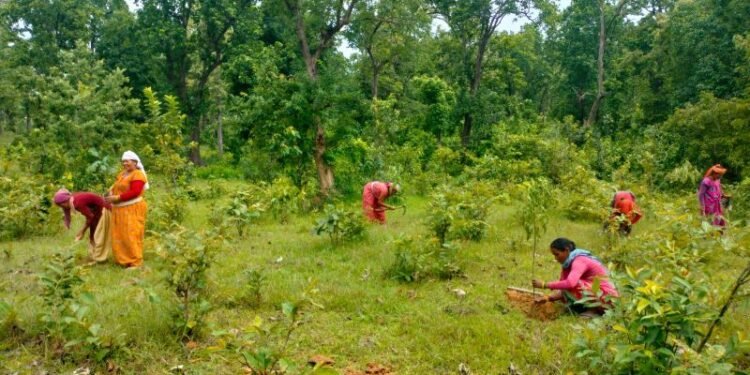 वृक्षरोपणमा चासो : संरक्षणमा उदासिनता