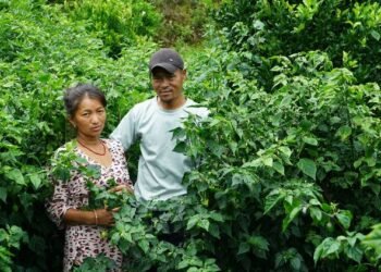 अकबरेखेती गरेका किसानलाई बजारको चिन्ता