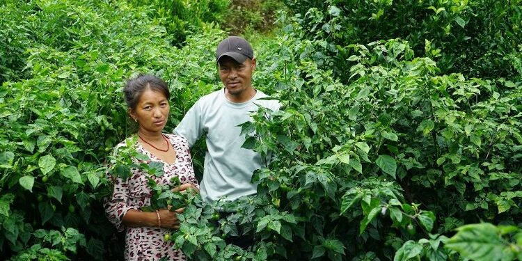 अकबरेखेती गरेका किसानलाई बजारको चिन्ता