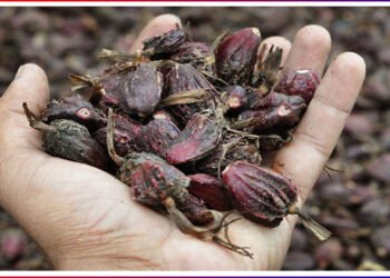 अलैँचीको भाउ सातवर्ष यताकै उच्च