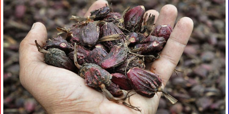 अलैँचीको भाउ सातवर्ष यताकै उच्च