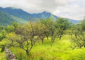 ढोरपाटन र निसेलढोरमा स्याउ नफल्दा किसान चिन्तित