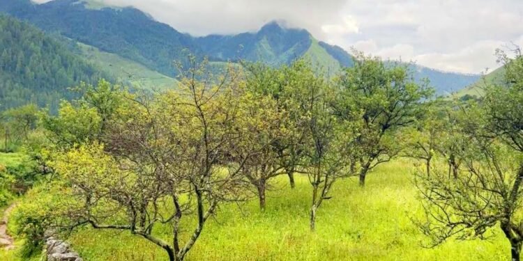 ढोरपाटन र निसेलढोरमा स्याउ नफल्दा किसान चिन्तित