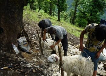 प्रयोग हुन छाडेपछि खेर जाँदै भेडाको ऊन