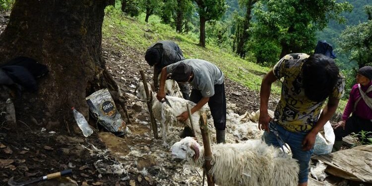 प्रयोग हुन छाडेपछि खेर जाँदै भेडाको ऊन