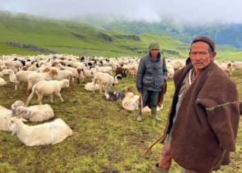 भेडी गोठाला भन्छन्– सरकारले एउटा न्यानो ज्याकेट दिए पनि लाउने थियौँ