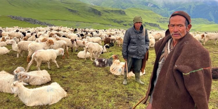 भेडी गोठाला भन्छन्– सरकारले एउटा न्यानो ज्याकेट दिए पनि लाउने थियौँ
