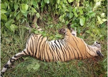 पर्साको ठोरीमा पाटे बाघ मृत भेटियो
