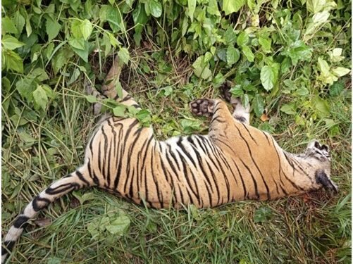 पर्साको ठोरीमा पाटे बाघ मृत भेटियो