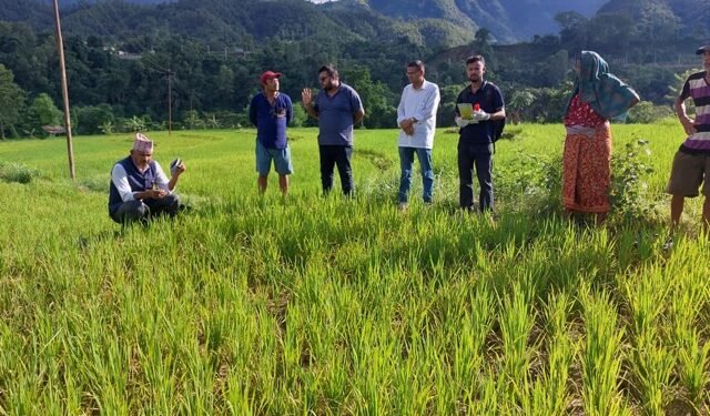 एकहजार फाँटकोे धानबालीमा मरुवा रोगको समस्या