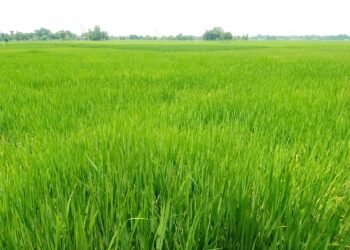 पश्चिम नवलपरासीमा पानी परेपछि धानबाली झाँगिदै