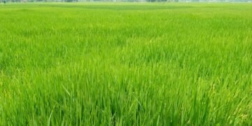 पश्चिम नवलपरासीमा पानी परेपछि धानबाली झाँगिदै