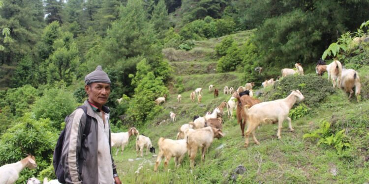 ‘बाख्रापालनबाट मिल्यो सफलता’