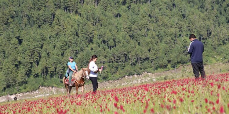 सिकार आरक्ष ढोरपाटनमा घोडा सफारी