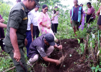 नवलपुरको गैँडाकोटमा चियाको परीक्षण खेती