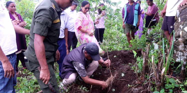 नवलपुरको गैँडाकोटमा चियाको परीक्षण खेती