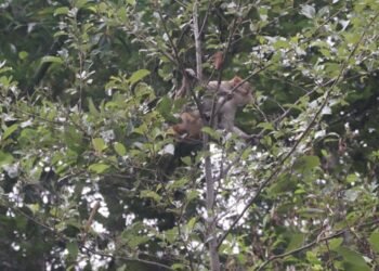 बाँदरको उपद्रो बढेपछि किसान चिन्तित